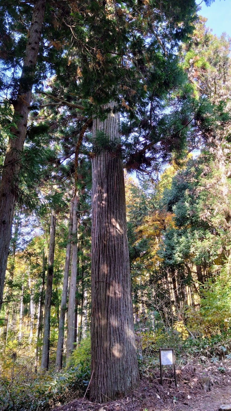 受原八幡神社の杉