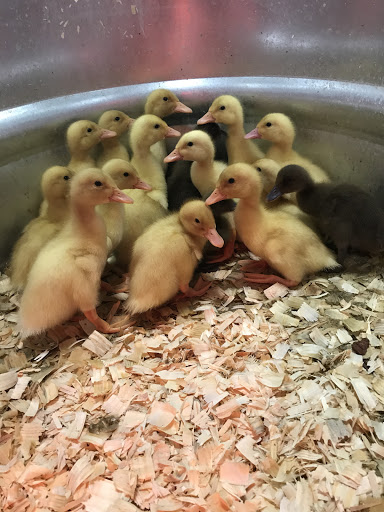 Home Improvement Store «Tractor Supply Co.», reviews and photos, 4601 E Grand River Ave, Howell, MI 48843, USA