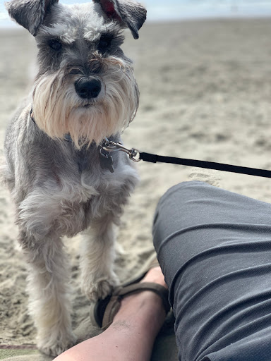 Pet Groomer «Shabby Dog Salon Dog Grooming», reviews and photos, 650 Goerig St c, Woodland, WA 98674, USA