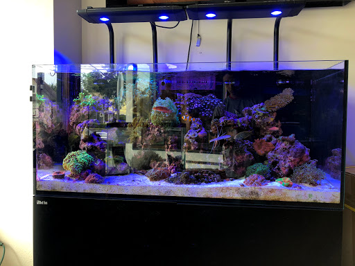 Tropical Fish Store «House of Fins», reviews and photos, 99 Bruce Park Ave, Greenwich, CT 06830, USA