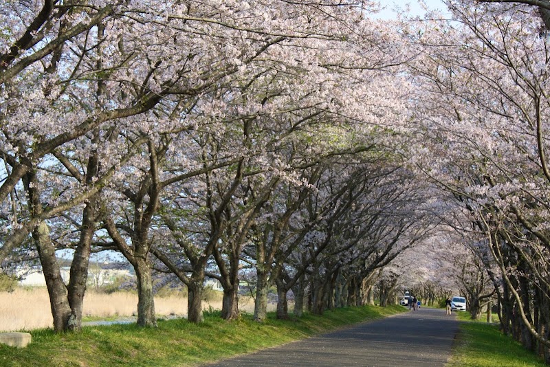 北神山の桜並木