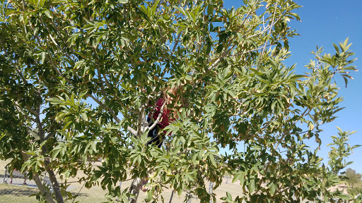 Park «Grover Basin Dog Park», reviews and photos, 17445 N 20th St, Phoenix, AZ 85022, USA