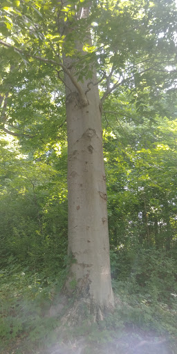 Country Club «The Hawthorns Golf and Country Club», reviews and photos, 12255 Club Point Dr, Fishers, IN 46037, USA