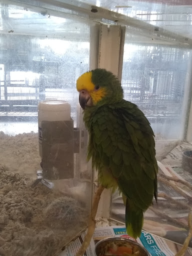 Pet Store «A Family Pet Center», reviews and photos, 6230 N Lockwood Ridge Rd, Sarasota, FL 34243, USA