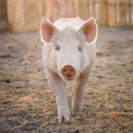 Butcher Shop «Colorado Meat Company», reviews and photos, 51 Beaver Creek Pl #3, Avon, CO 81620, USA