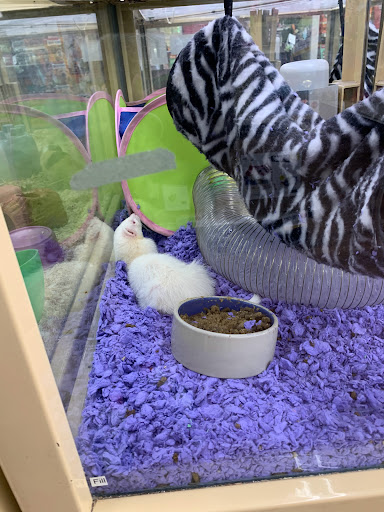 Pet Supply Store «Pet Supermarket», reviews and photos, 1125 Royal Palm Beach Blvd, Royal Palm Beach, FL 33411, USA