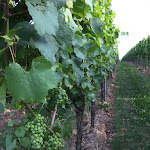 Photo n°3 de l'avis de Mandarinchen.i fait le 24/07/2019 à 15:05 sur le  Das Prinzregent à Edenkoben
