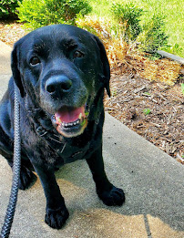 Latchkey Pets-Daytime Dog Walking & Vacation Pet Sitting (Independence) - Photo 7 - Car repair in , Independence