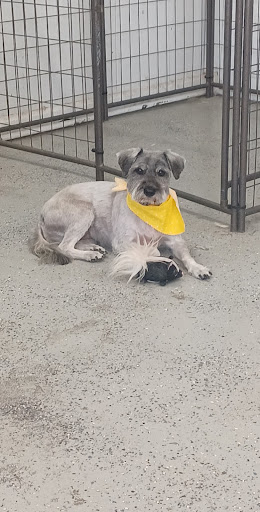 Pawz in Style Grooming