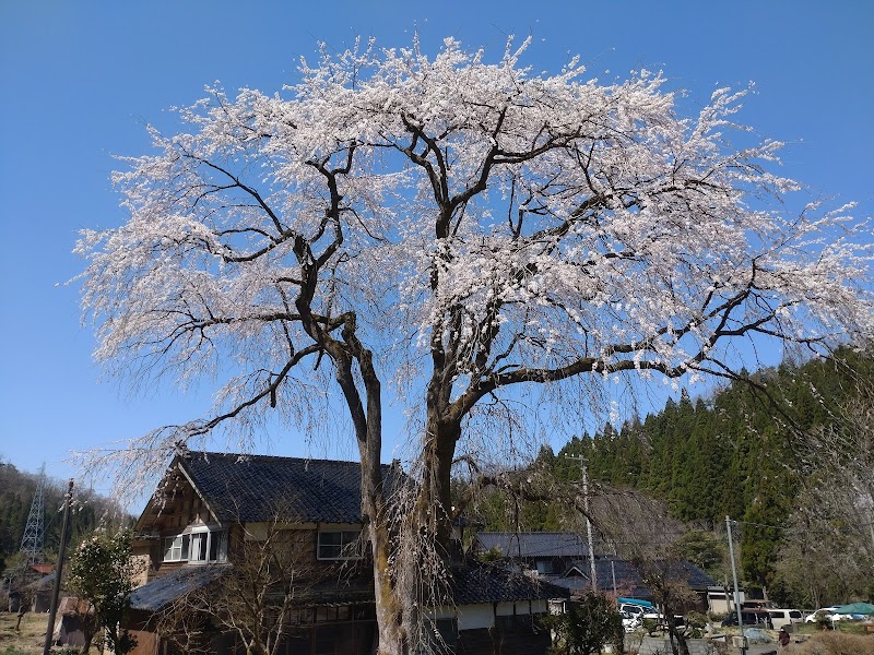 千恵子桜