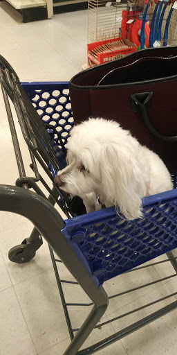 Pet Supply Store «PetSmart», reviews and photos, 1040 Cross Creek Dr, Saltillo, MS 38866, USA