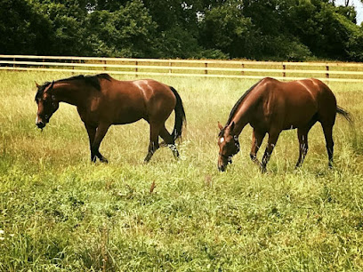 Stone City Performance Horses