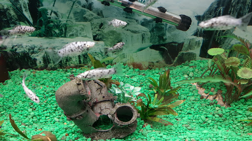 Pet Store «Just Pets», reviews and photos, 393 NY-5, Irving, NY 14081, USA