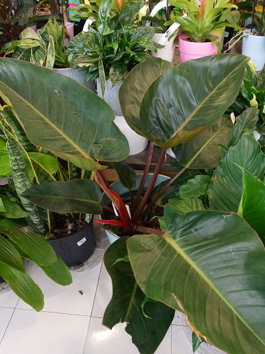 Garden Center «English Gardens», reviews and photos, 44850 Garfield Rd, Charter Twp of Clinton, MI 48038, USA