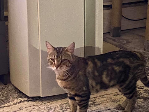 Pet Supply Store «PetSmart», reviews and photos, 10460 Town Center Dr, Westminster, CO 80021, USA