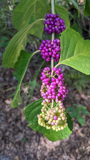 Nature Preserve «Gator Creek Reserve», reviews and photos, 9725 US Hwy 98 N, Lakeland, FL 33809, USA