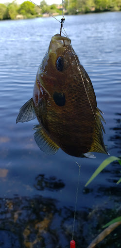 Park «Mansfield Park», reviews and photos, 85 Walker St, Massapequa Park, NY 11762, USA