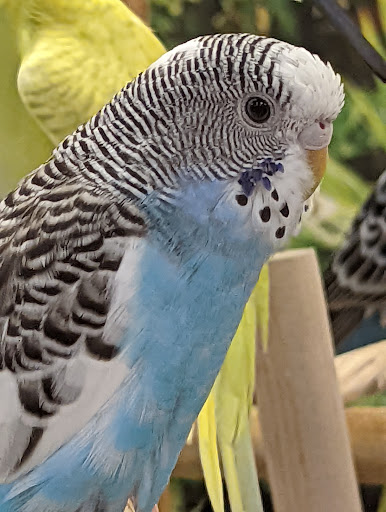 Pet Supply Store «Petco Animal Supplies», reviews and photos, 3012 Bridgepointe Pkwy, San Mateo, CA 94404, USA