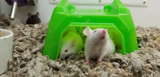 Pet Supply Store «Petco Animal Supplies», reviews and photos, 801 W Lake Ave, Peoria, IL 61614, USA