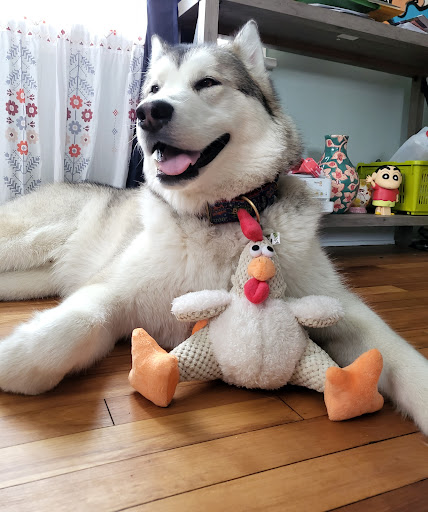 Pet Supply Store «Bad Dog Frida», reviews and photos, 2094 Atwood Ave, Madison, WI 53704, USA