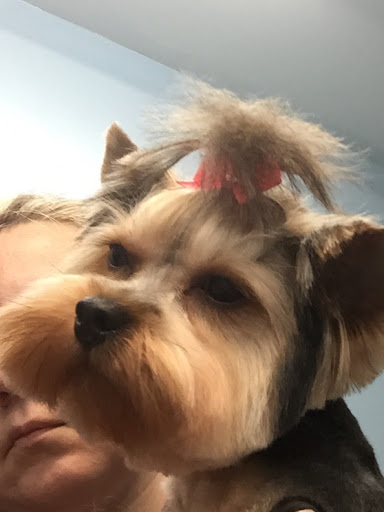 Pet Store «Doggy Dog World Inc», reviews and photos, 2552 Coney Island Ave, Brooklyn, NY 11223, USA