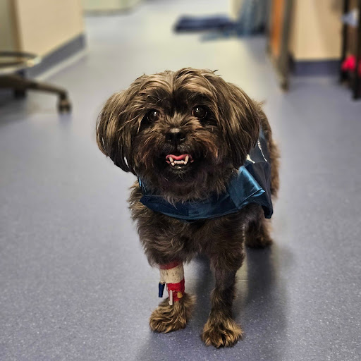 PetCure Oncology Robbinsville - Advanced Cancer Treatments for Cats & Dogs image