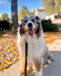 Unleashed Canine Az - Photo 8 - Car repair in Surprise, AZ, Surprise