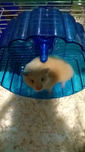 Pet Supply Store «Petco Animal Supplies», reviews and photos, 160 Sayebrook Pkwy, Myrtle Beach, SC 29588, USA