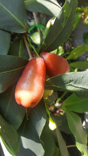 Vuon Cay Lai Thieu Nursery