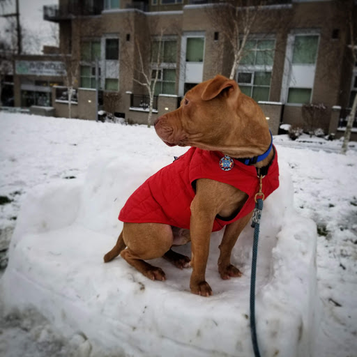 Park «Ballard Commons Park», reviews and photos, 5701 22nd Ave NW, Seattle, WA 98107, USA