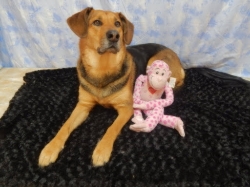 Pet Supply Store «The Whole Pet», reviews and photos, 2423 N College Ave, Fayetteville, AR 72703, USA