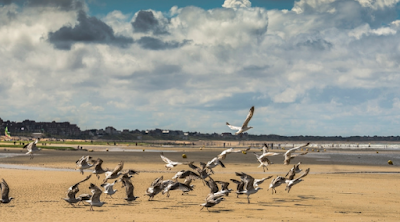Location Cabourg Bord De Mer Aquilon à Cabourg