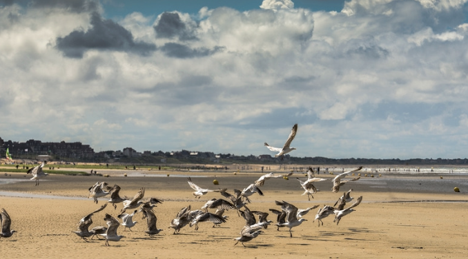 Location Cabourg Bord De Mer Aquilon à Cabourg