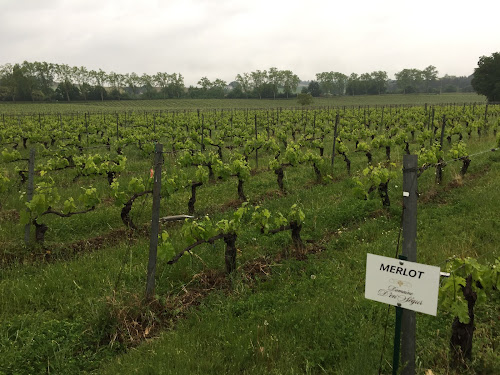 Domaine d'En Ségur à Lavaur