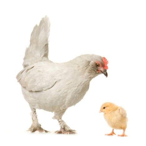 Pakistan Poultry Updates PPU