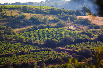 Domaine de Castelnau à Castelnau-de-Guers