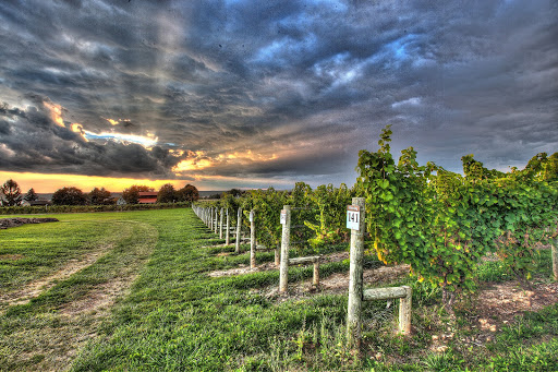 Winery «Three Brothers Wineries and Estates», reviews and photos, 623 Lerch Rd, Geneva, NY 14456, USA