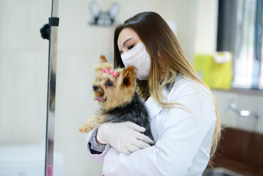 Estima Animal - Veterinário - Vacinas- Cirurgias em São Bernardo do Campo - SP