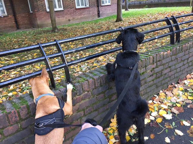 Reviews of Active Barks in London - Dog trainer