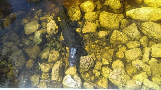 Nature Preserve «Big Cypress National Preserve», reviews and photos