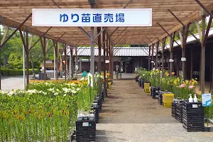 Kasui Yuri-no-en Lilium Flower Garden image