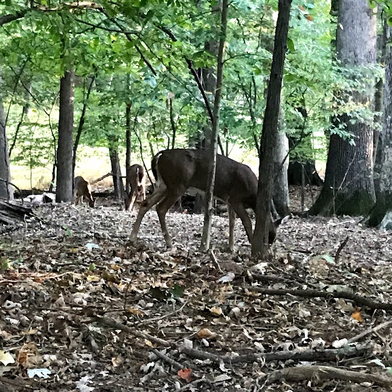 Upper Watts Branch Trail