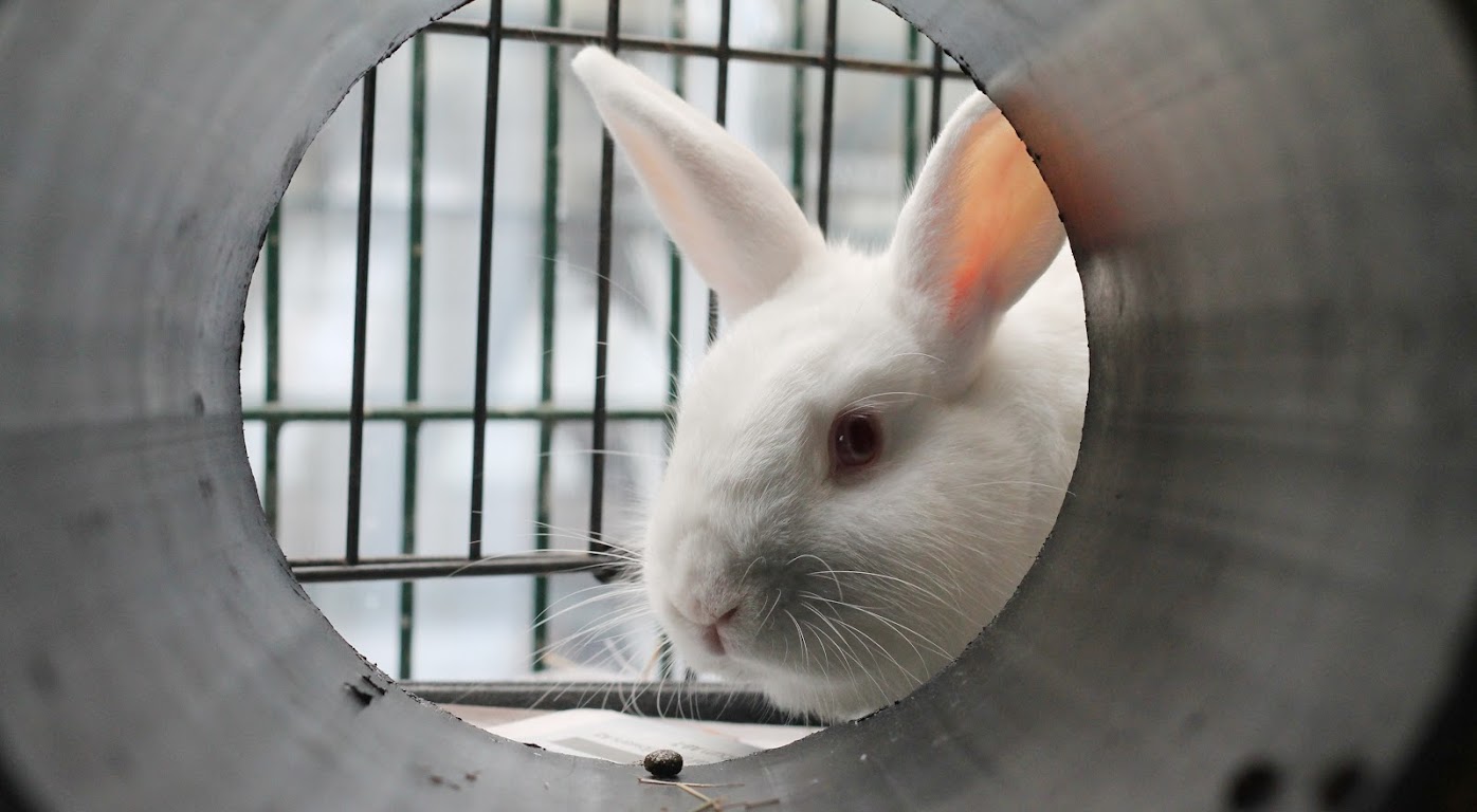 SPCA Taumarunui Vet Partnership