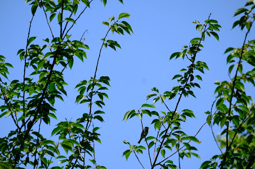 Park «Nichols Park», reviews and photos, 898 Bloomfield Ave, Nutley, NJ 07110, USA