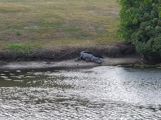 Golf Course «Rogers Park Golf Course», reviews and photos, 7910 N 30th St, Tampa, FL 33610, USA