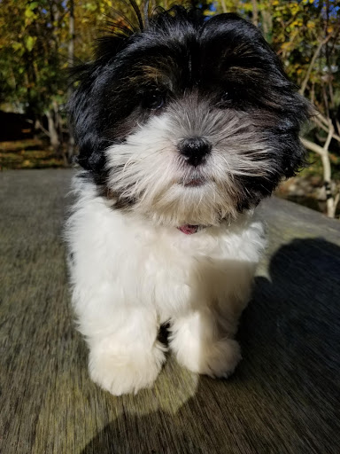 Pet Store «Just Puppies Inc», reviews and photos, 1028 York Rd, Towson, MD 21204, USA