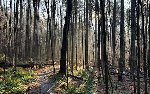 Carolina North Forest image