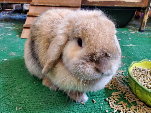 Pet Supply Store «The Animal Connection», reviews and photos, 2550 2550 Judah St & 31st Ave, San Francisco, CA 94122, USA