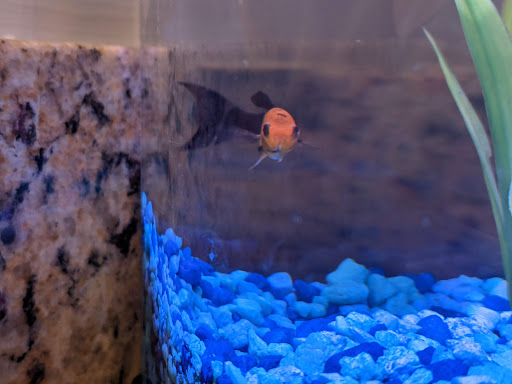 Pet Supply Store «PetSmart», reviews and photos, 625 W Crossville Rd, Roswell, GA 30075, USA