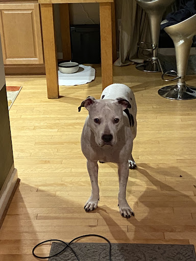 Orland Town & Country Humane